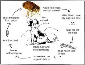 flea-life-cycle