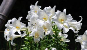 easter-lily-1