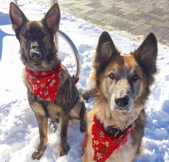 Winter/Holiday Hazards & Safety Parkdale Animal Hospital